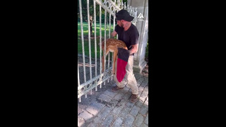 Guy Rescues Deer Stuck Between Iron Bars of Gate | People Are Awesome #shorts