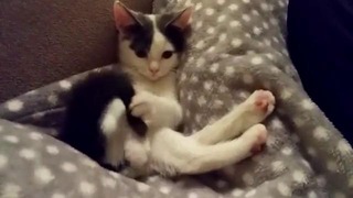 Котенок не может понять, как «работает» его хвост