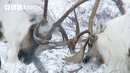Massive Caribou Bulls Compete to Father Calves | Earth’s Great Seasons | BBC Earth