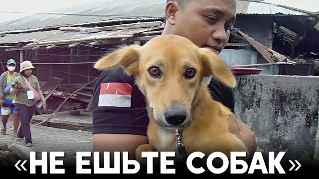 Волонтёры в Индонезии спасают собак после извержения, но просят их не есть