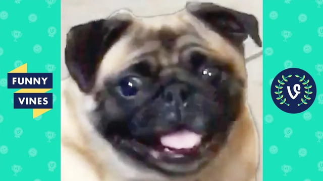 «cute pug smiling »| try not to laugh – funny pet videos