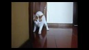 Краш – Кот – Тест