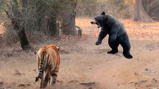 Вот Что Бывает Когда Тигр Встречает Медведя! Редкие Сражения Животных, Снятые на Камеру