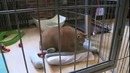 Самый толстый кот в мире