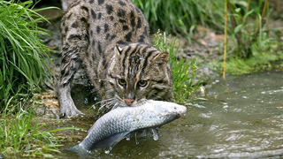 Кошка-рыболов – охотится даже Под водой! Скрытный мастер рыбной ловли