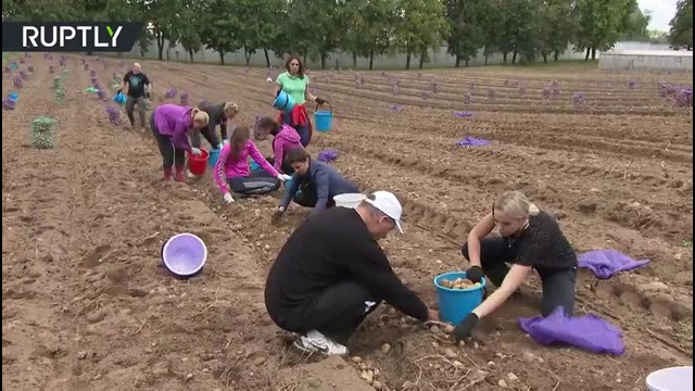 Лукашенко с сыном выкопали 105 тонн картофеля на своём участке