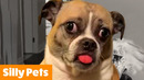 1 Hour of the Silliest Pets | Funny Pet Videos