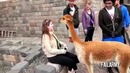 When Animals Attack Compilation || FailArmy