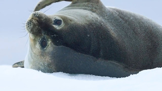 Best Of Oceans | BBC Earth
