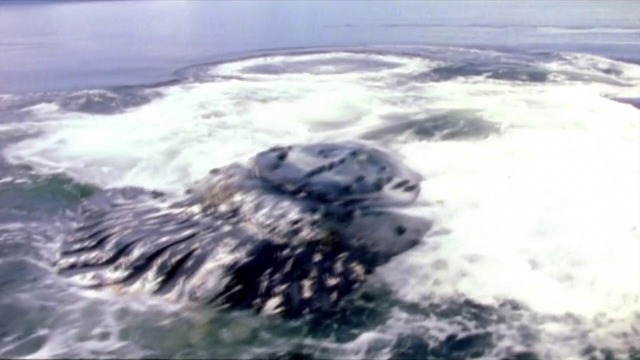 03. History. Эволюция (Битва за жизнь) Размер – Size