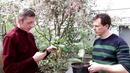 Как выращивать лимон