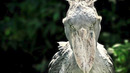 Damn Nature You Scary | Rare & Scary Animal Encounters