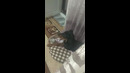 Попробуй не засмеяться. Доберманчик поет)