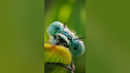 A damselfly love story? Peak romance, peak drama. #ARealBugsLife