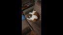 Cat Immediately Wakes Up To Food #shorts