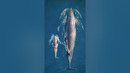 Rare sighting of a dwarf minke whale calf with its mother #Shorts #Ocean #Whale