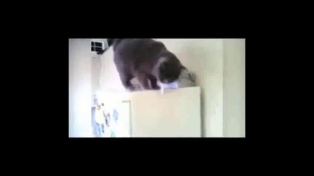 Кошки тоже курят )