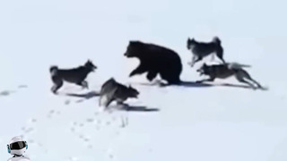 Собаки Окружил Медведя / Битвы Животных Снятые На Камеру