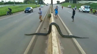 Неожиданные встречи со змеями, заснятые на видео