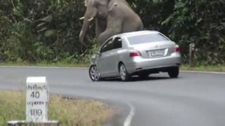 Дикий слон и обломки багажника автомобиля