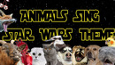 Star Wars but it sounds like animals