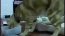 Вот это мозг у кота Офигеть просто