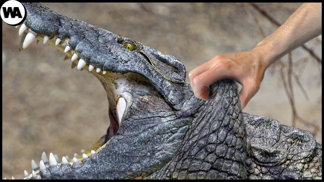 Крокодил Проиграет Любую Битву, Если Его Схватят Здесь