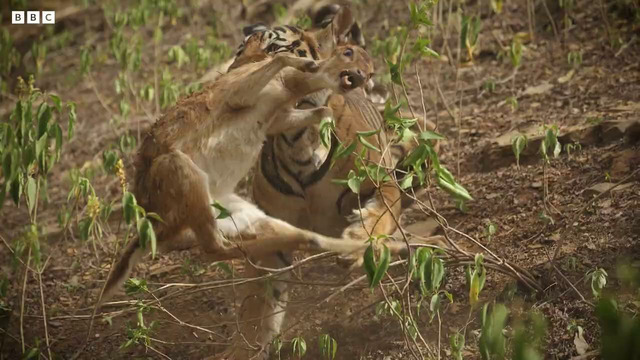 Shocking Young Tiger Cub’s First Kill | Bad Natured I BBC Earth