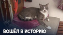 Кот впервые участвует в яхтенной регате в Австралии
