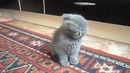 Приколы! котенок спит стоя