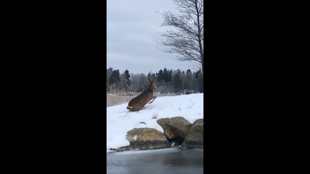 Ice Skaters Rescue Deer Trapped on Ice | People Are Awesome #shorts