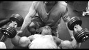 Animal Pak Vol.II – Chest