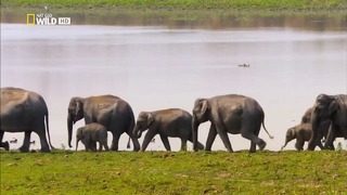 Nat Geo Wild: Тайны дикой природы Индии: В царстве слонов
