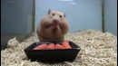 Хомяк захомячил морковь