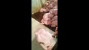 Вот как готовят курицу к продаже
