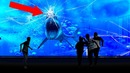 Почему ни в одном Аквариуме мира нет большой белой Акулы