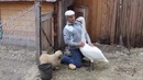Лебедь соскучился по своему другу. это удивительно