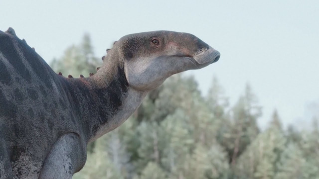 Новый вид «утконосого» динозавра удивил чилийских учёных
