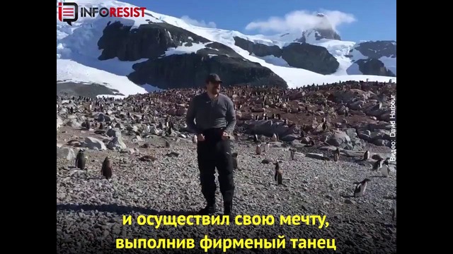 Актер Дэвид Харбор станцевал с пингвинами в Антарктике