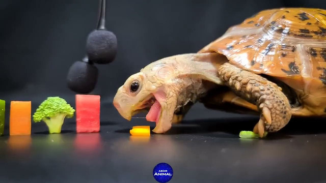 Черепаха ест