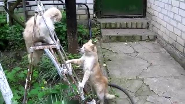 К-к-комбо коты