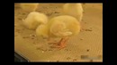 Засыпающий цыплёнок
