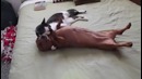 Как трудно было бы без кошки