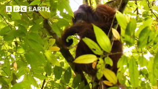 Getting a Glimpse of a Bornean Orangutan | Bill Bailey’s Jungle Hero | BBC Earth