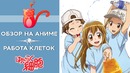Обзор на аниме Работа клеток – Hataraku Saibou