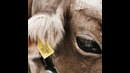 FRIENDLY THUG 52 NGG – COW