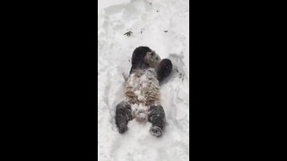 Панда в восторге от снегопада