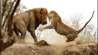 ГЕПАРД В ДЕЛЕ! Потрясающие кадры охоты гепарда