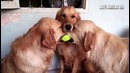 Pets on crack