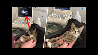 Когда кошка узнала, что она беременна… ее реакция поразила всех
